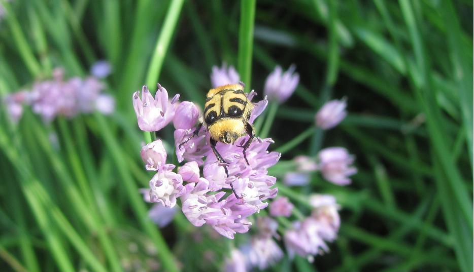 Trichius sp., Cetoniidae